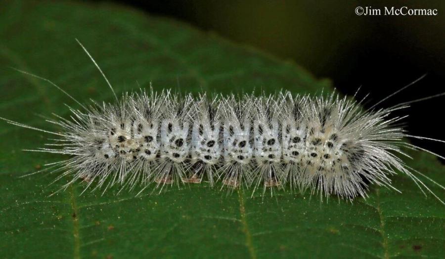 hickory-tussock-moth-caterpillar_189579