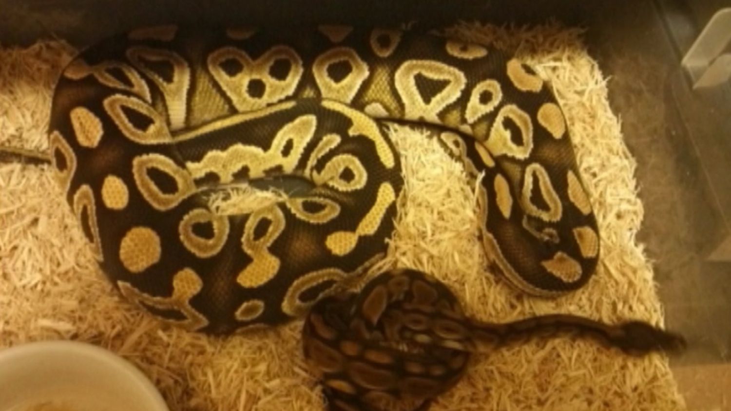 nc_pythons0915_1500x845_183573