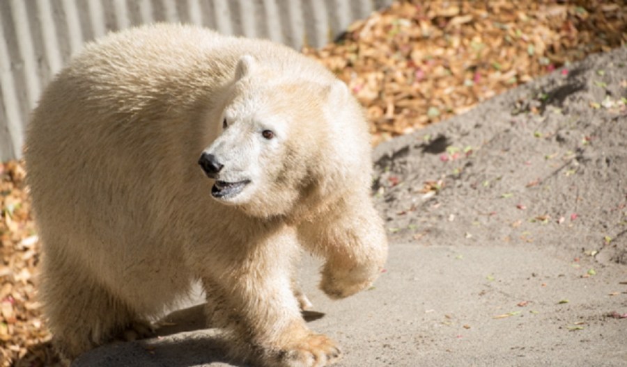 Polar bear cub Nora_183634
