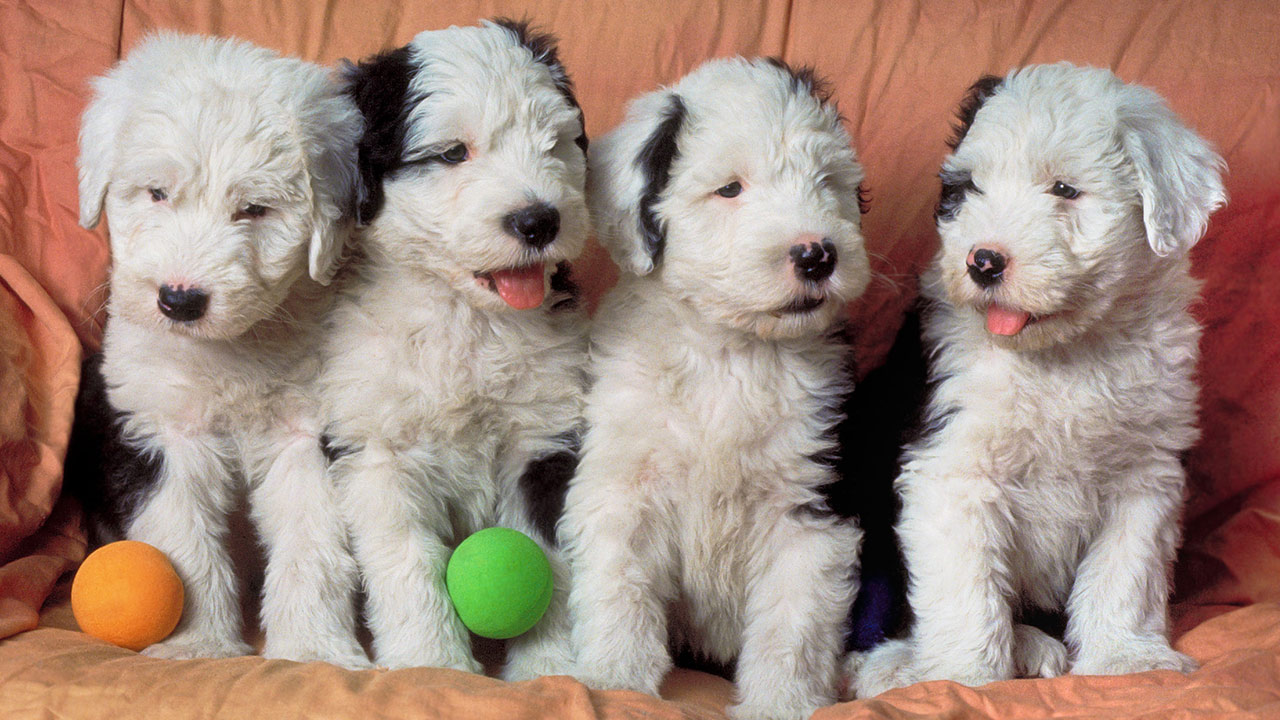 puppy-scam_178326
