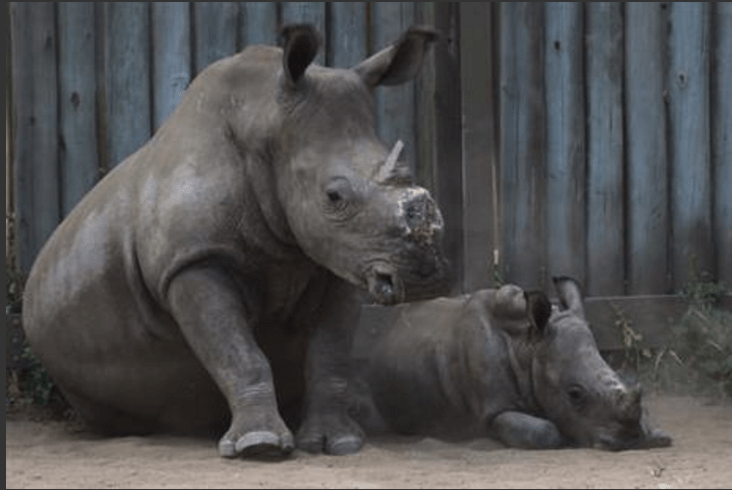 rhino1_186582