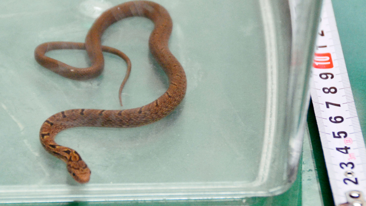 snake-on-a-train_187697