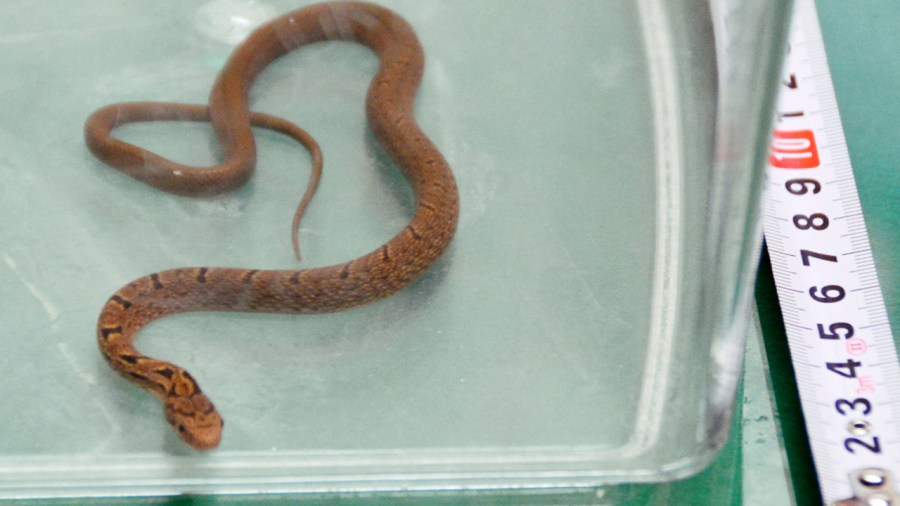snake-on-a-train_187697