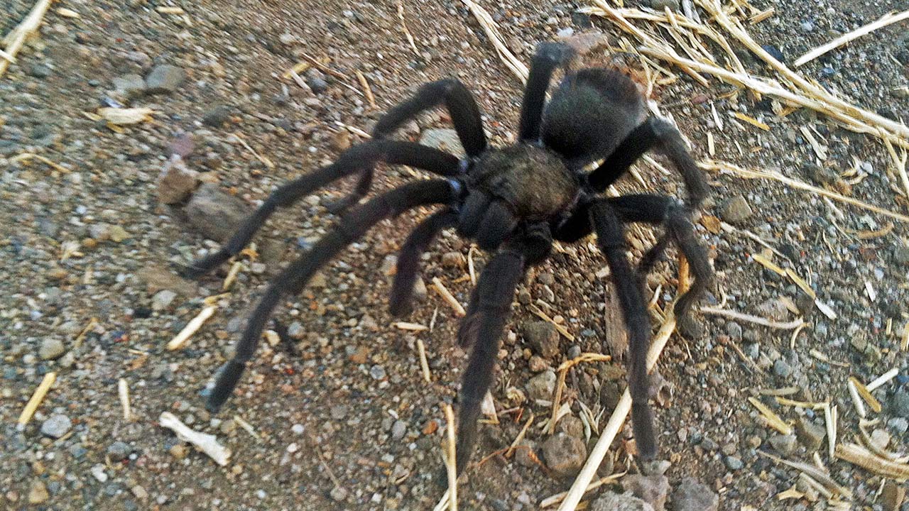 tarantula_178349