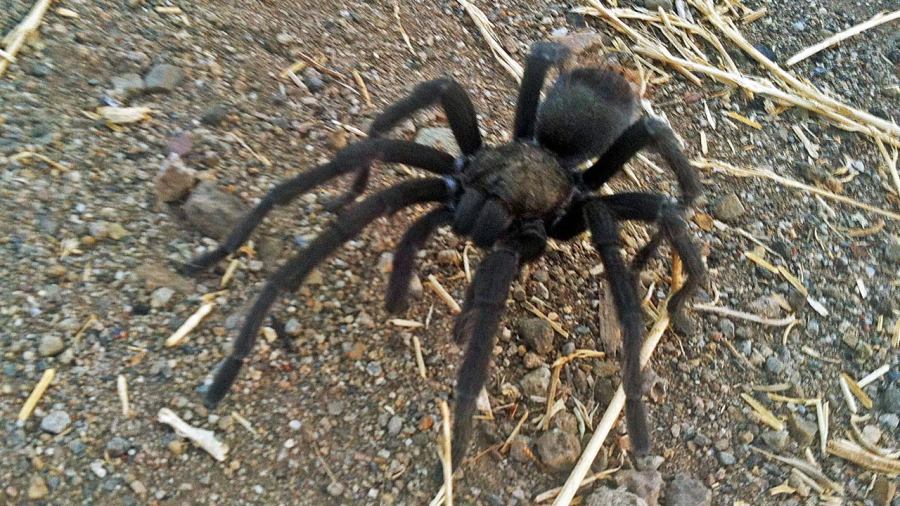 tarantula_178349