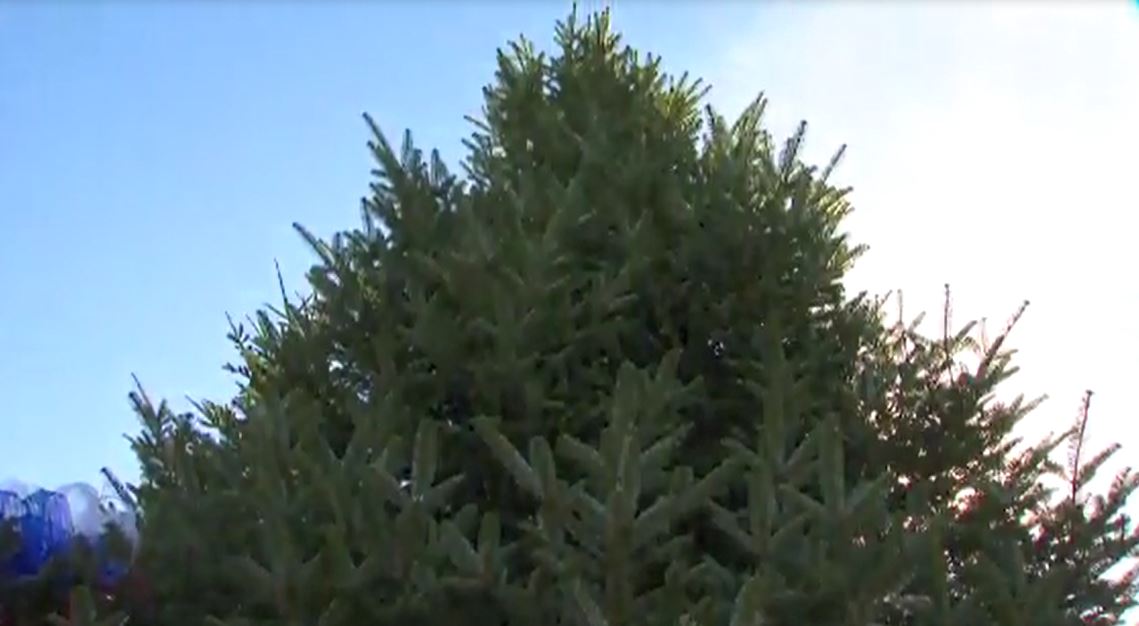 whchristmastree_185727
