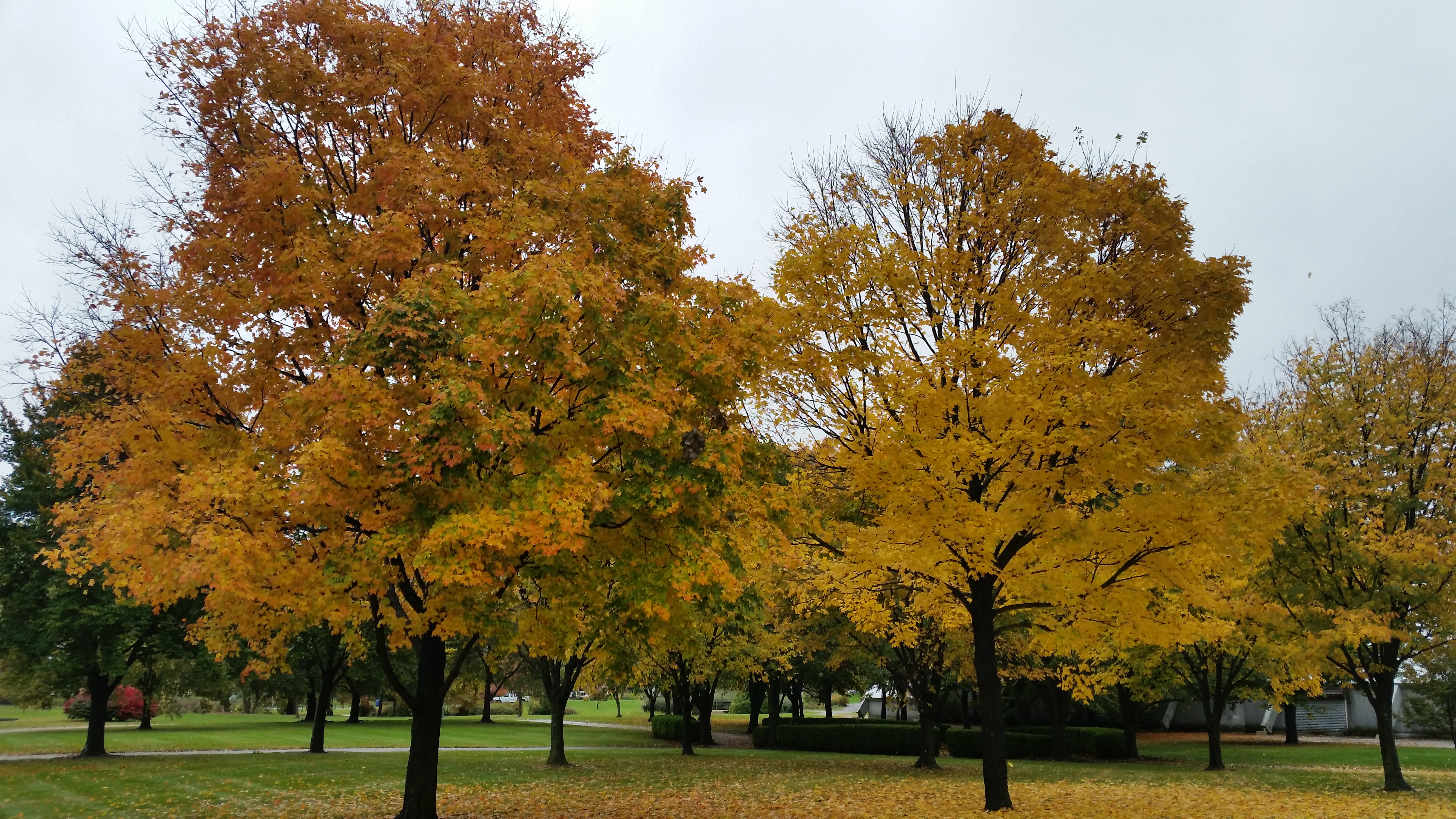 10-19-leaf-cover_197345