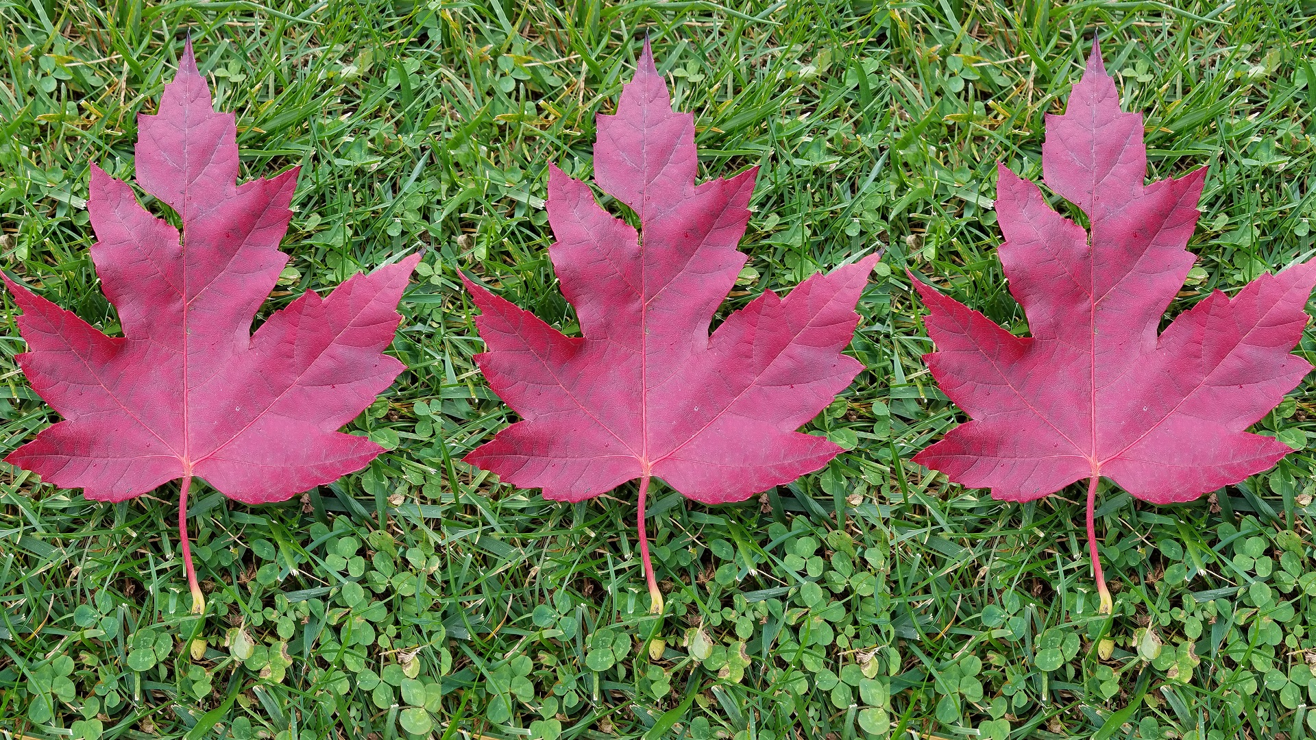 10-26-leaf-cover_200193
