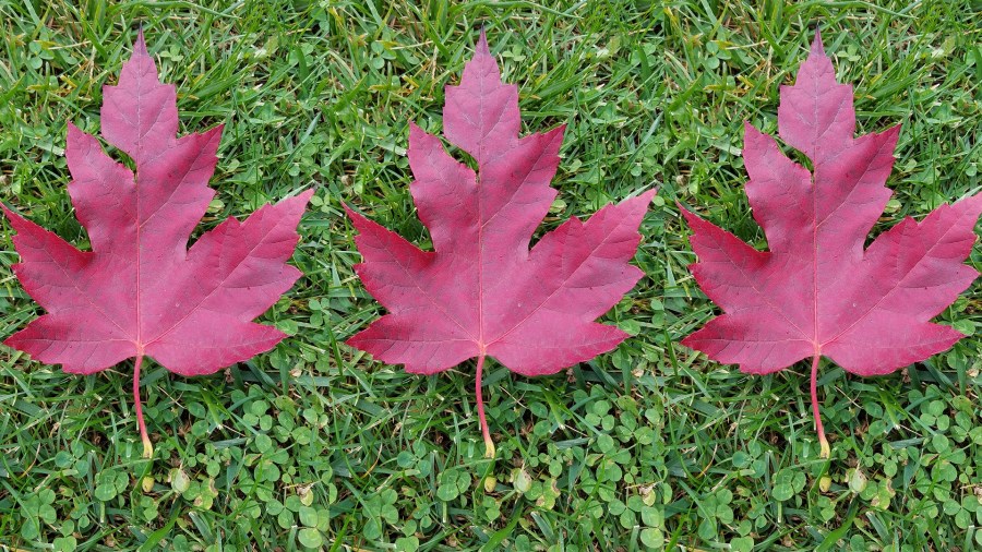 10-26-leaf-cover_200193