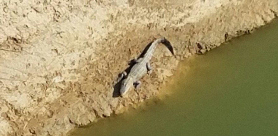 alligator_200169