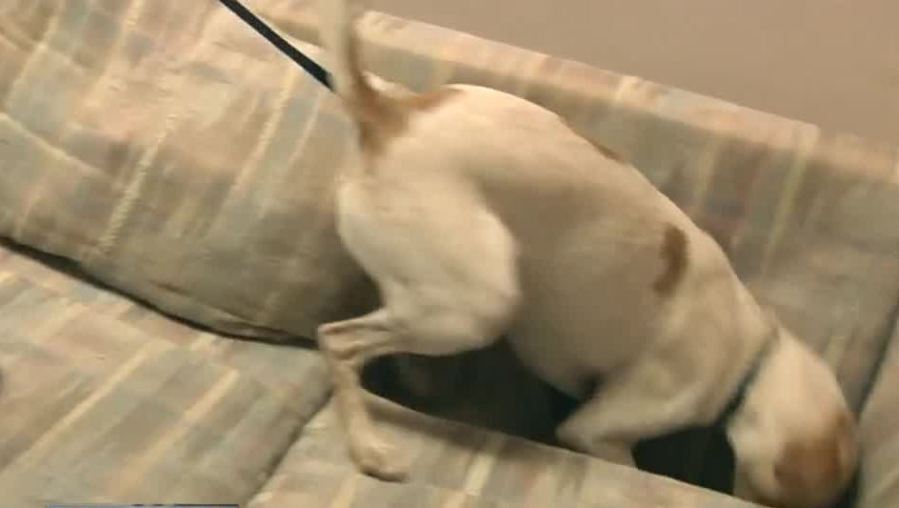 bedbugdog_192130