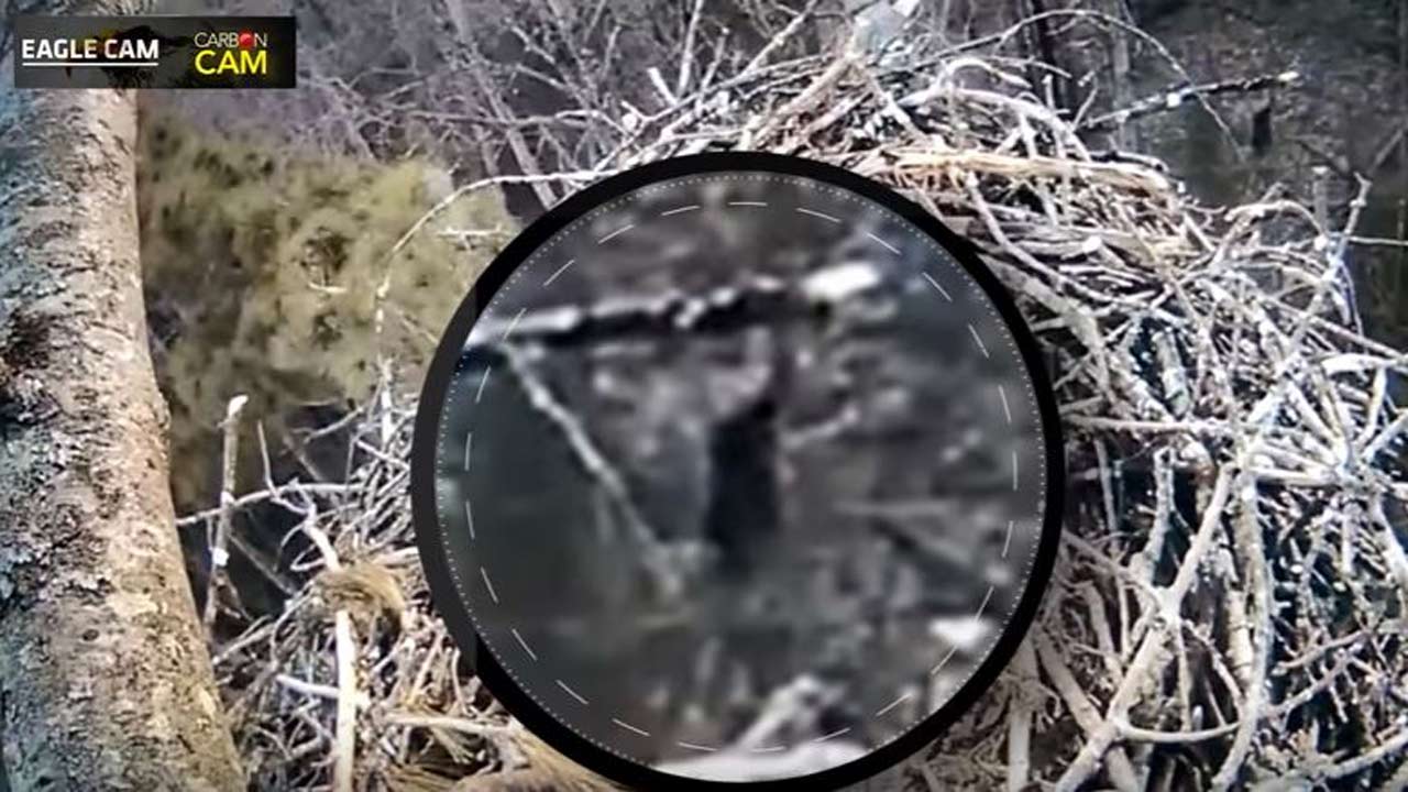 big-foot-camera_191754