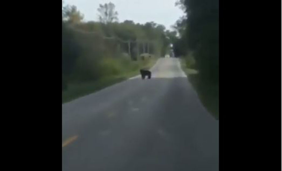 black-bear-1_197654