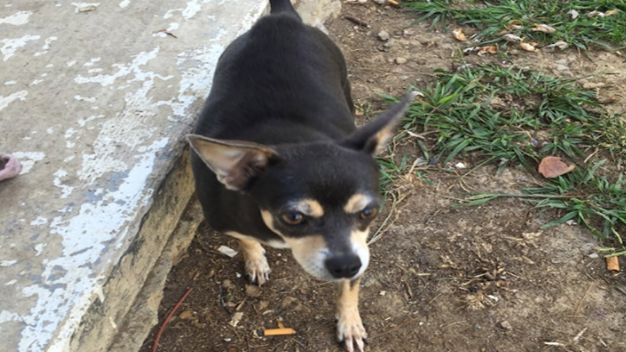 chihuahua-takes-bite-out-of_199673