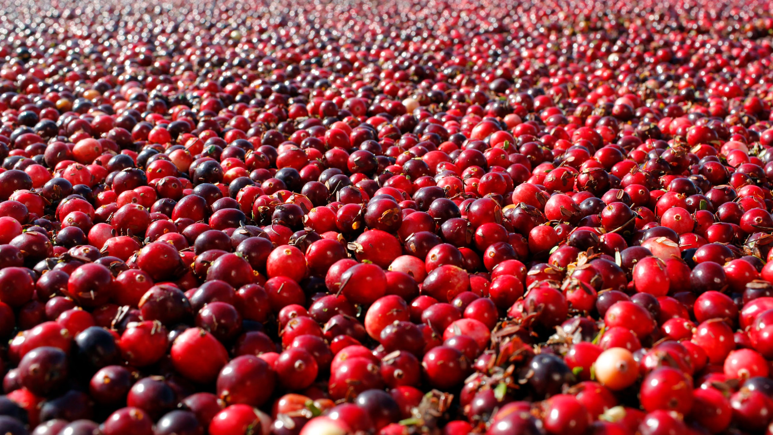 Cranberries Urinary Infections_201101