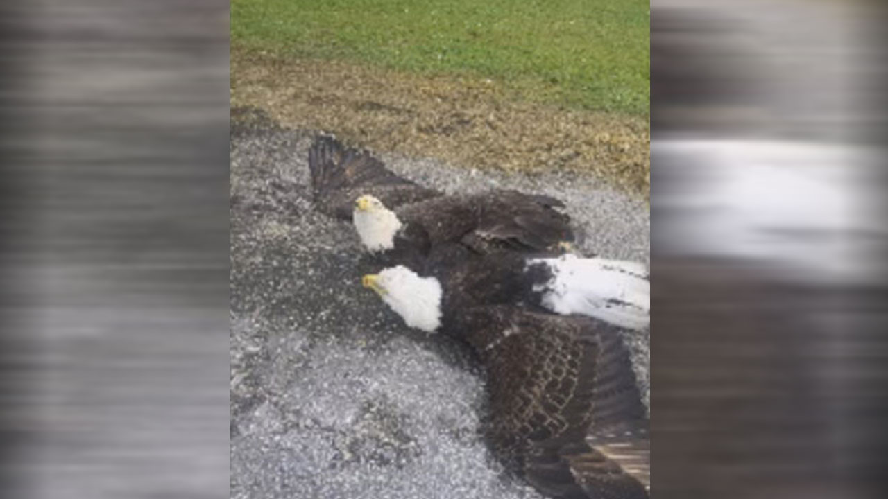 eagles_190560