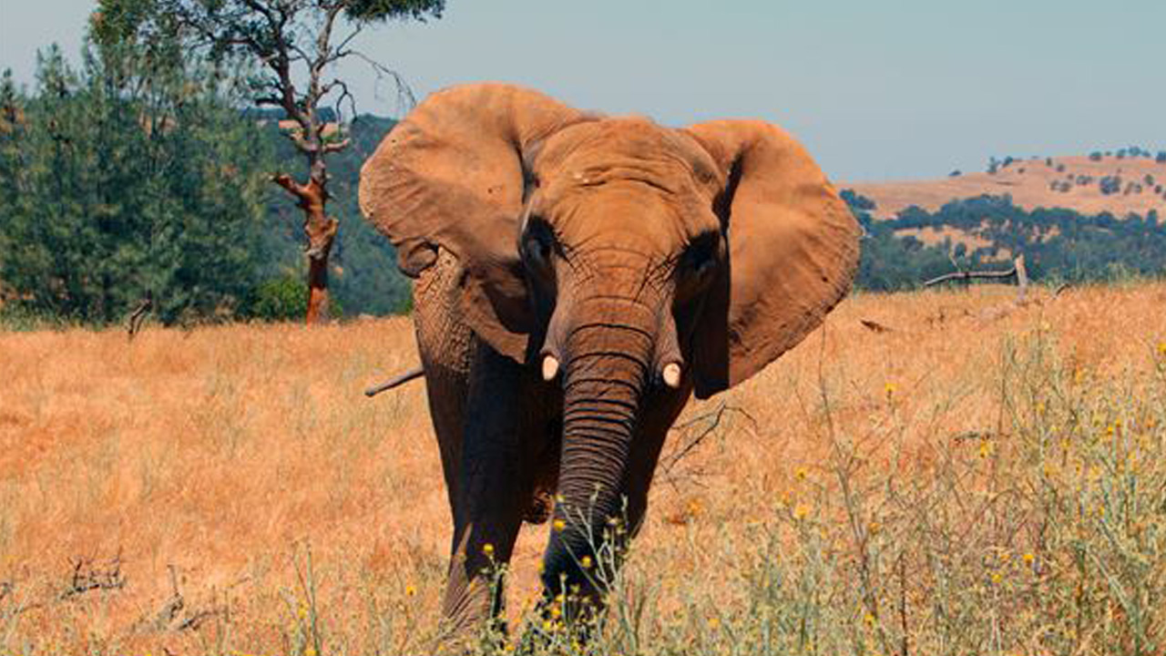 elephantweb_200381