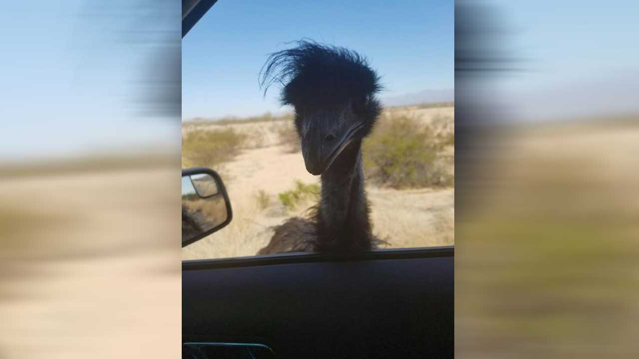 emu-web_198266