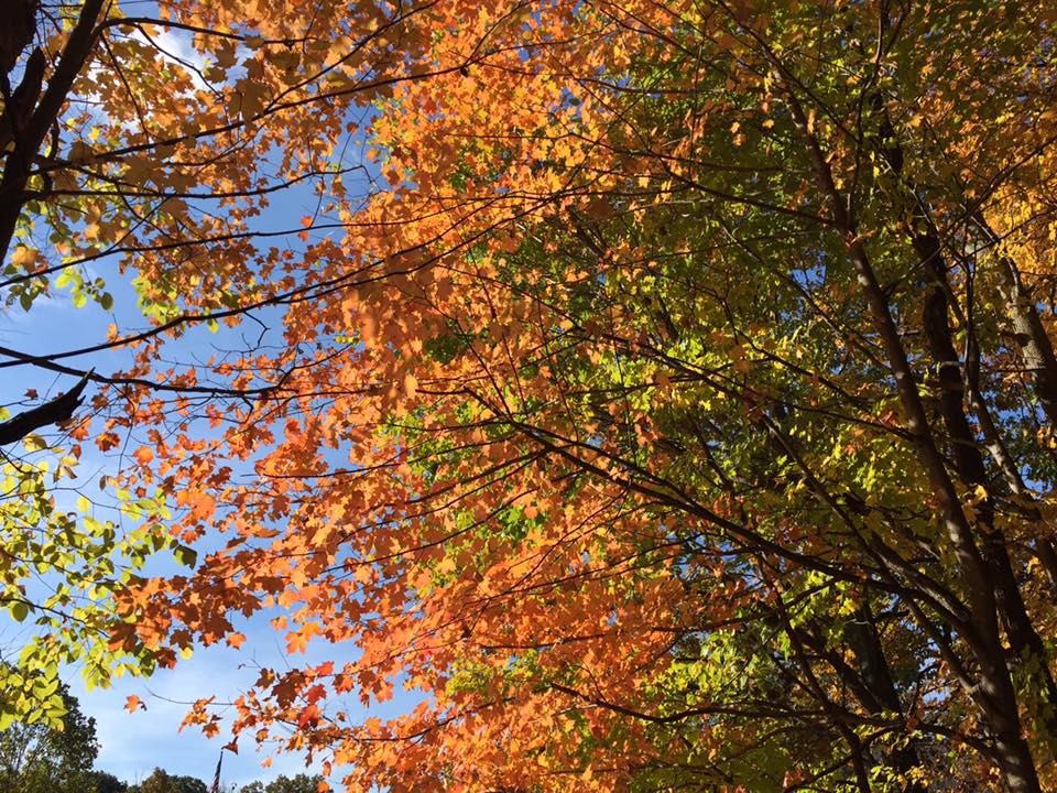 fall-color-highbanks_201093
