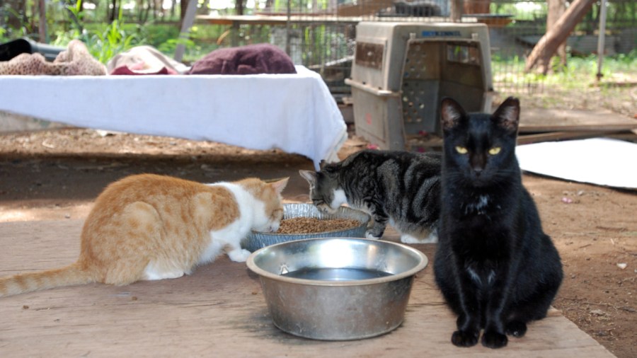 feral-cat-poop_196208