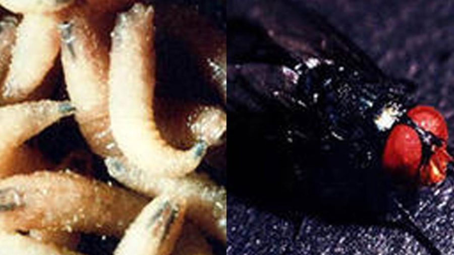 fleh-eating-screwworms_197963