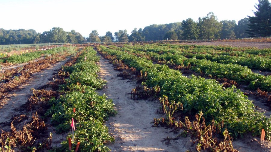 Genetically Engineered Potato_202122