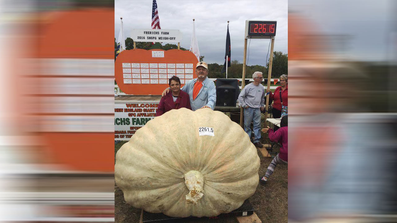 giant-pumpkin_193259