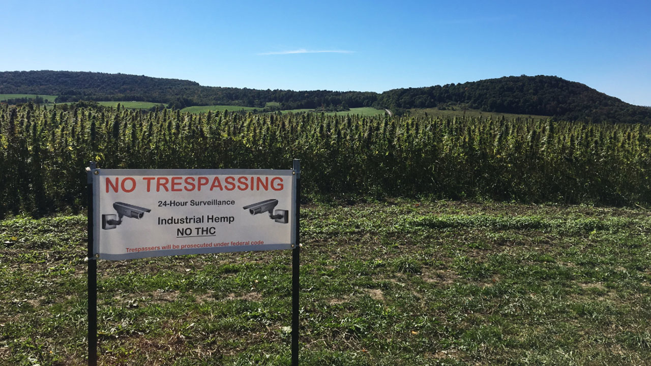 growing-hemp_190097