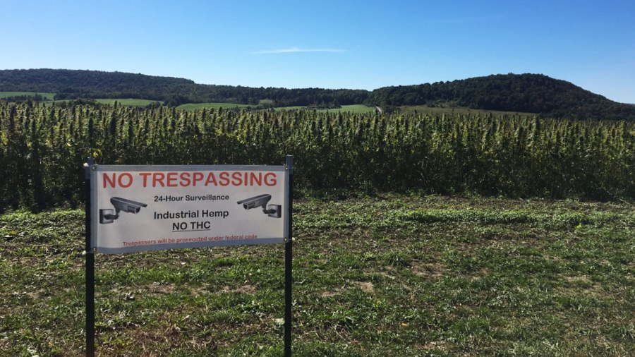 growing-hemp_190097