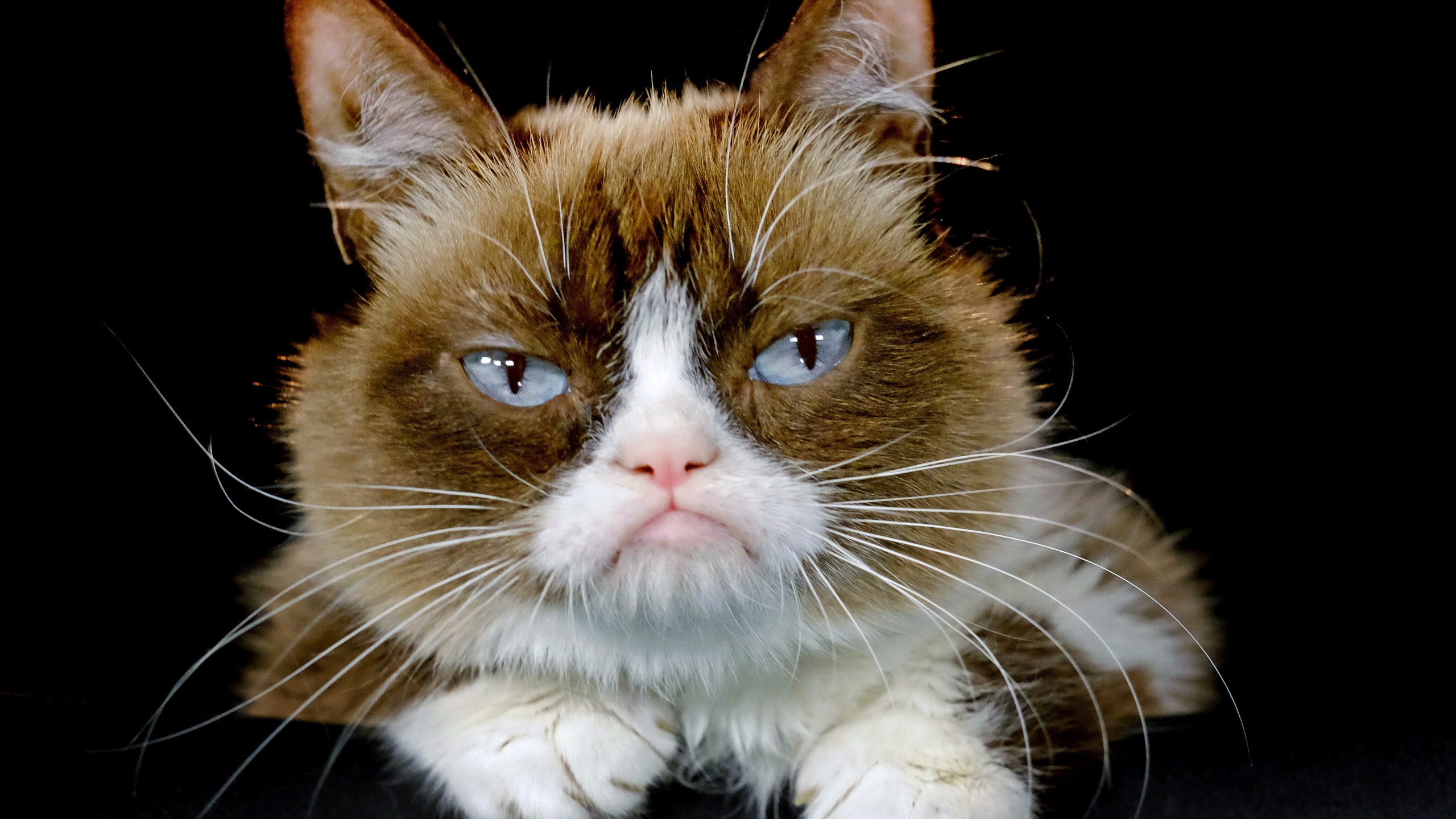 Grumpy Cat_189929