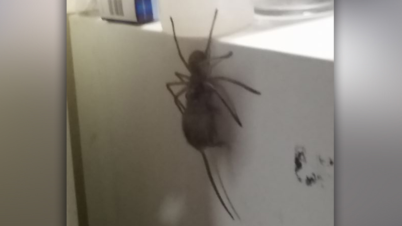 huntsmanspidermouse_199025