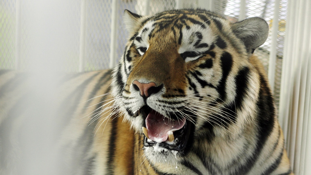 Mike VI_191417