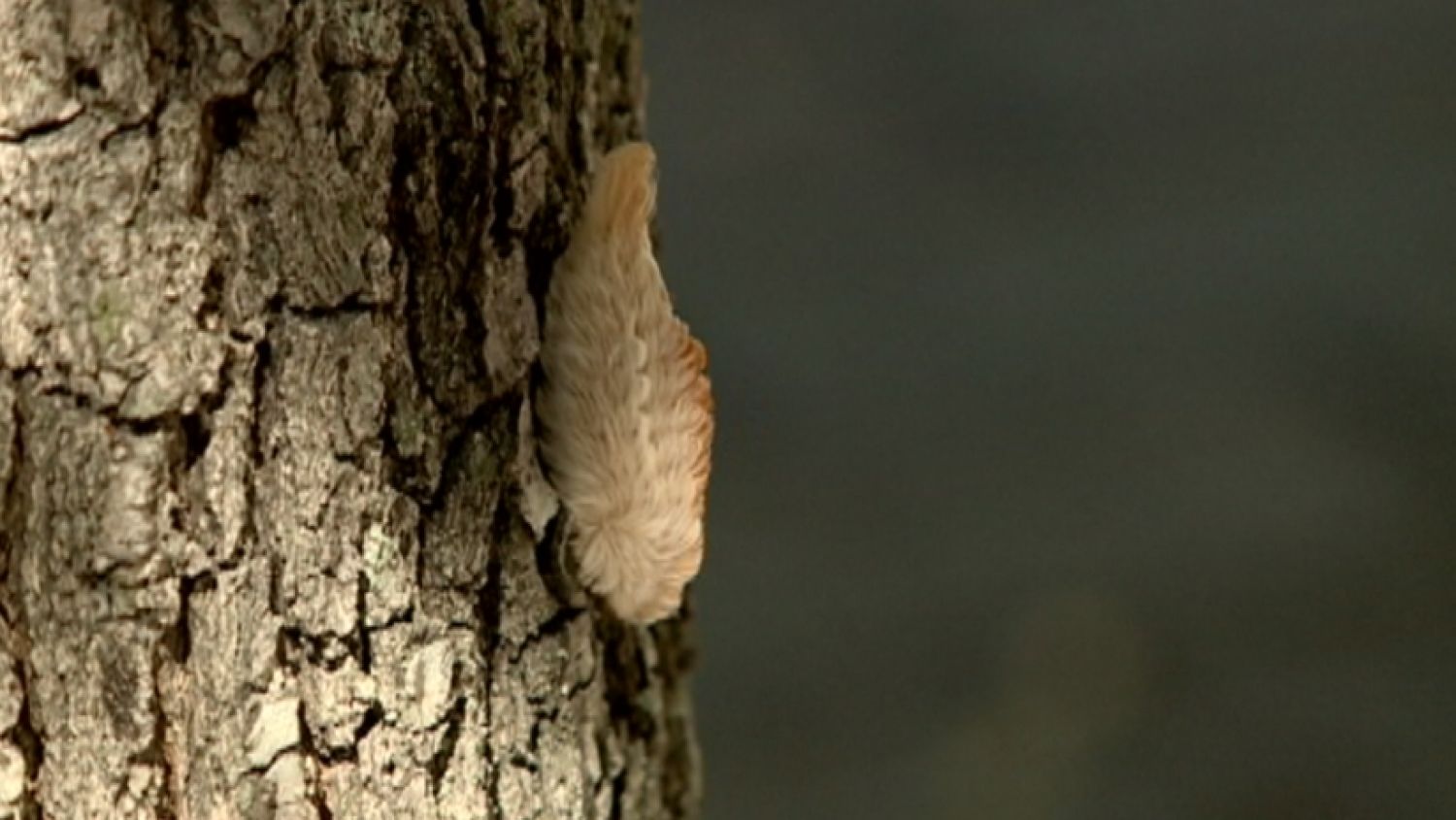 nc_pusscaterpillars1013_1500x845_194424