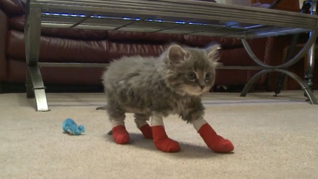 rescuedkittens_198662
