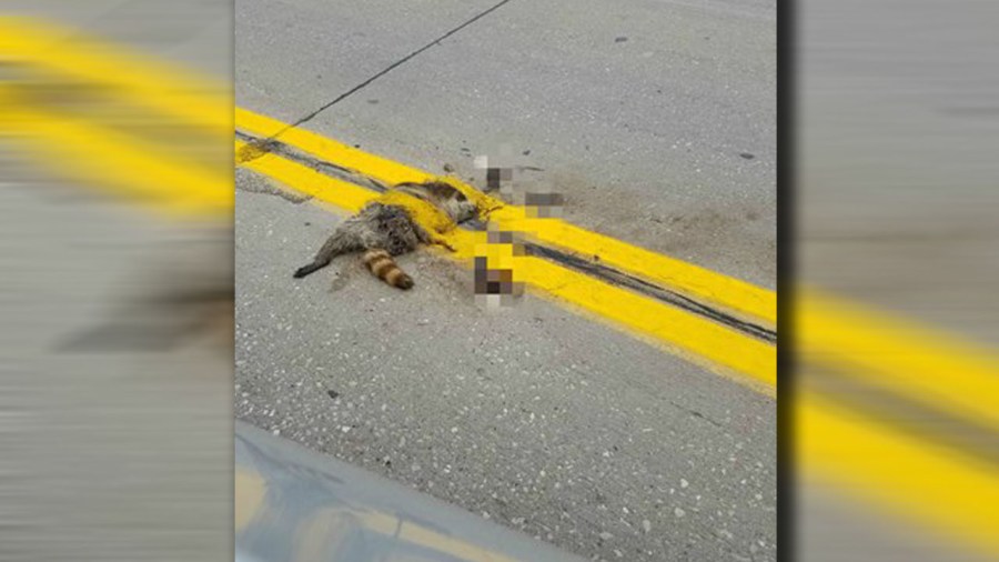 roadkill_190392