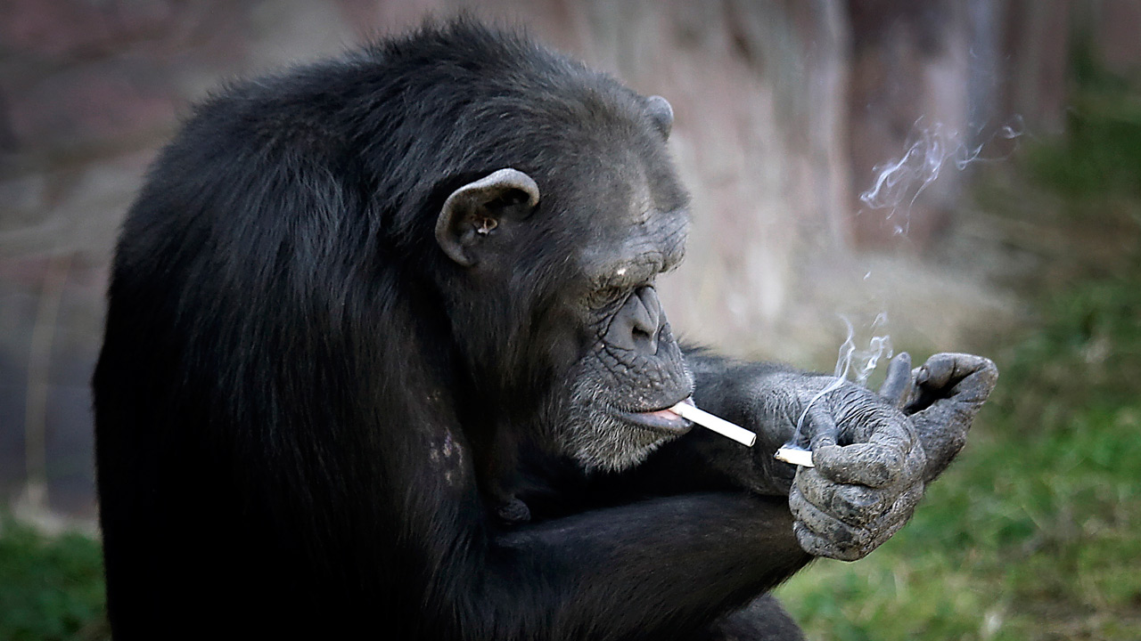 smoking-chimp_197277