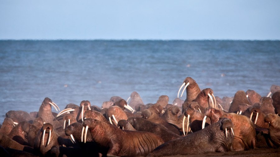 walrus_192493