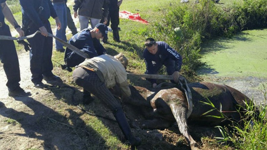 walterrescue_198689