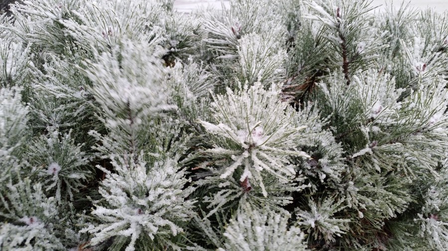 11-30-snow-cover_214607