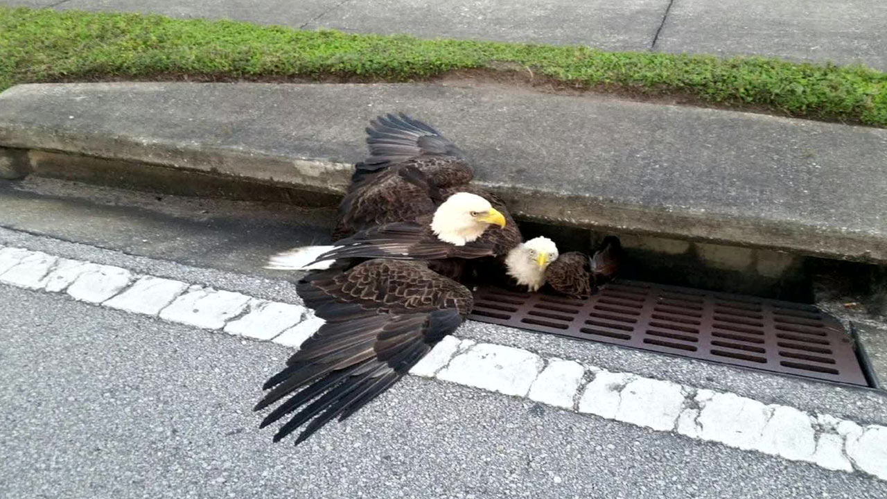 bald-eagle-rescue_208383