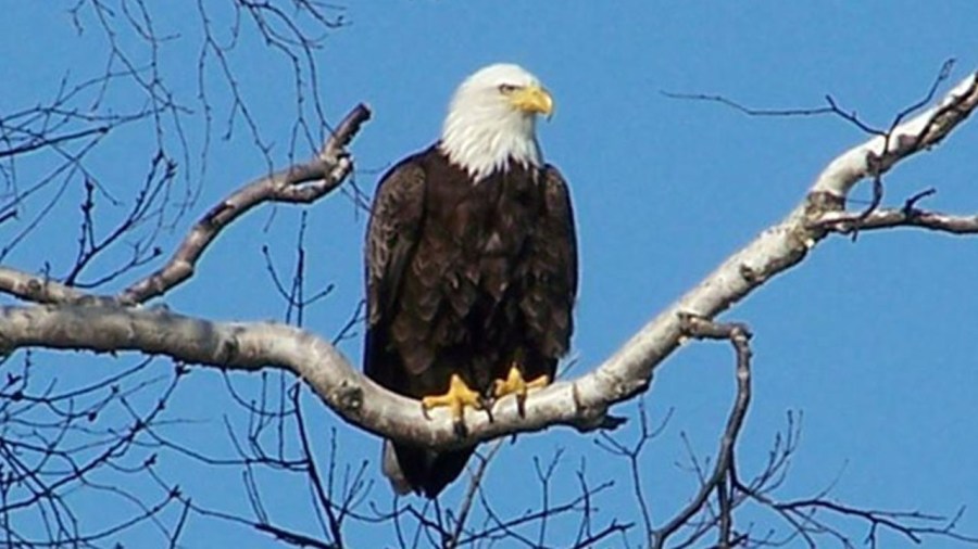 baldeagles_202746