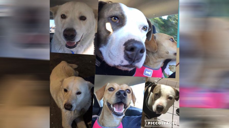 dogs_214079