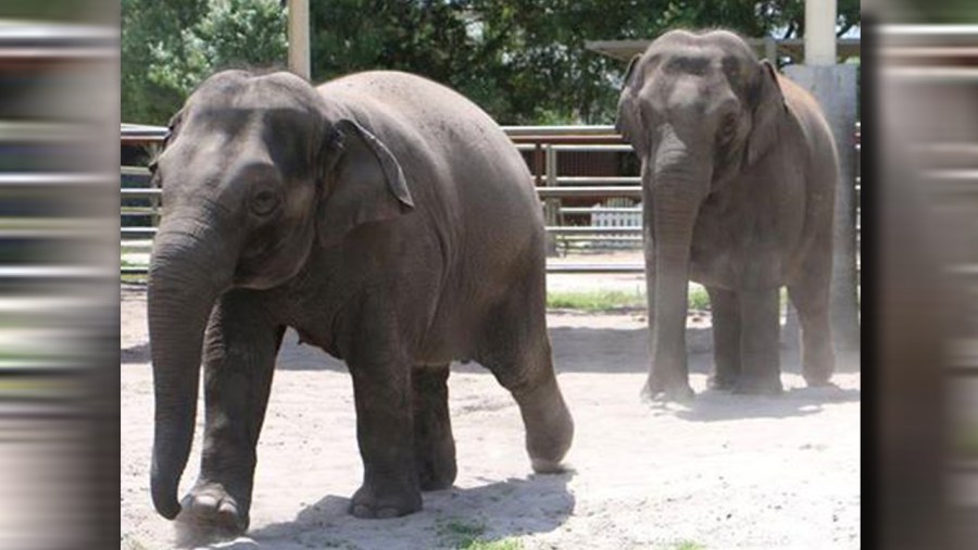 elephantsweb_213928