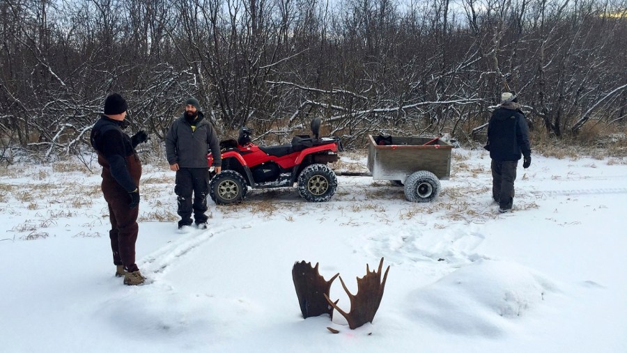 Frozen Moose Fight_209529