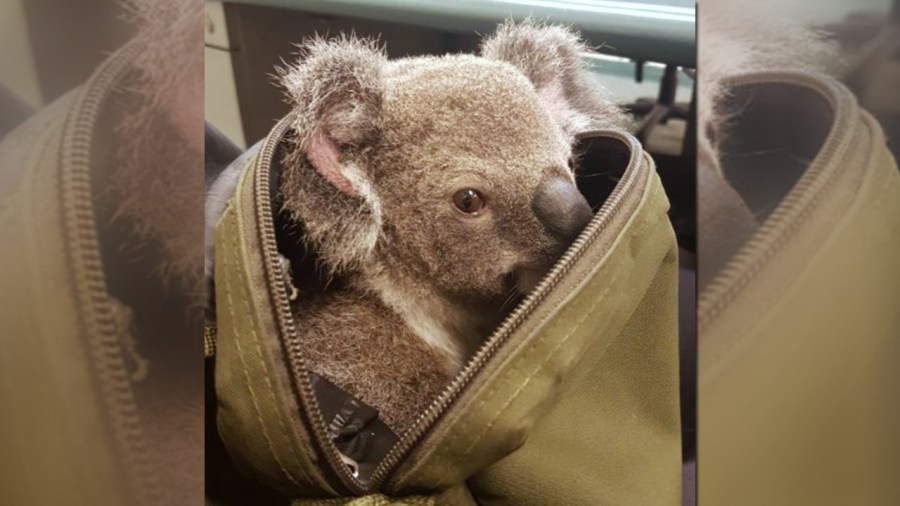 koala_205313