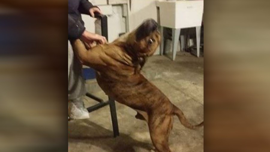 missing-dog_210389