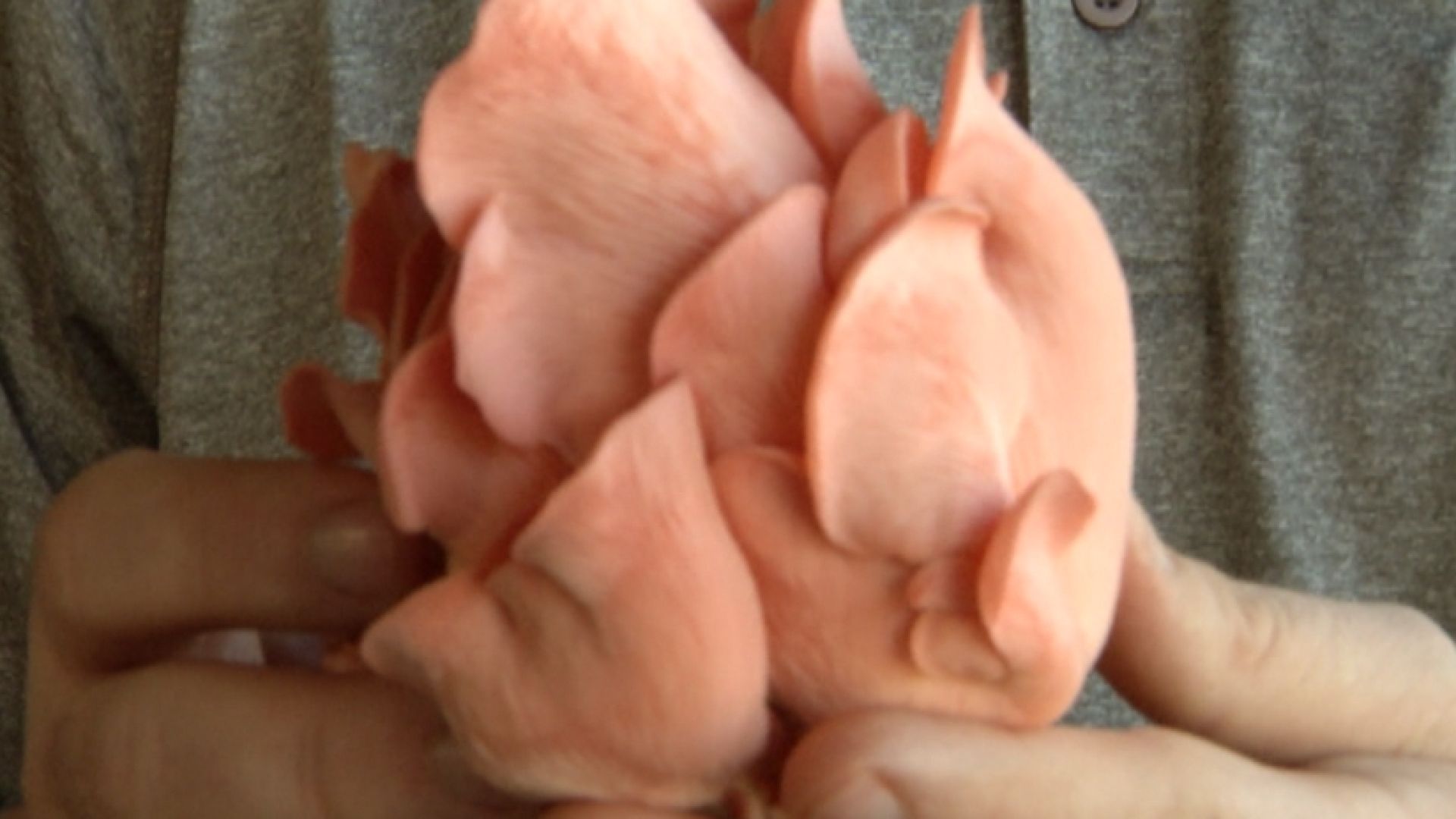 nc_baconmushrooms1116_1920x1080_208488