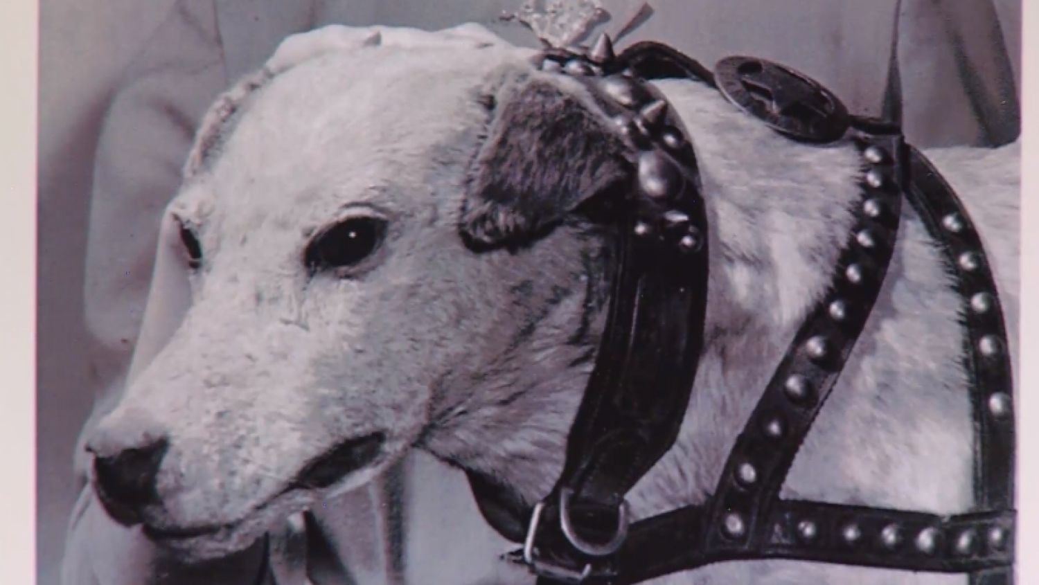 nc_stuffeddog1110_1500x8451_206291
