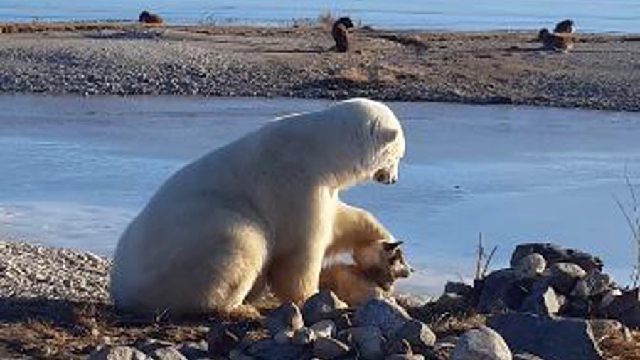 polar-bear_209442