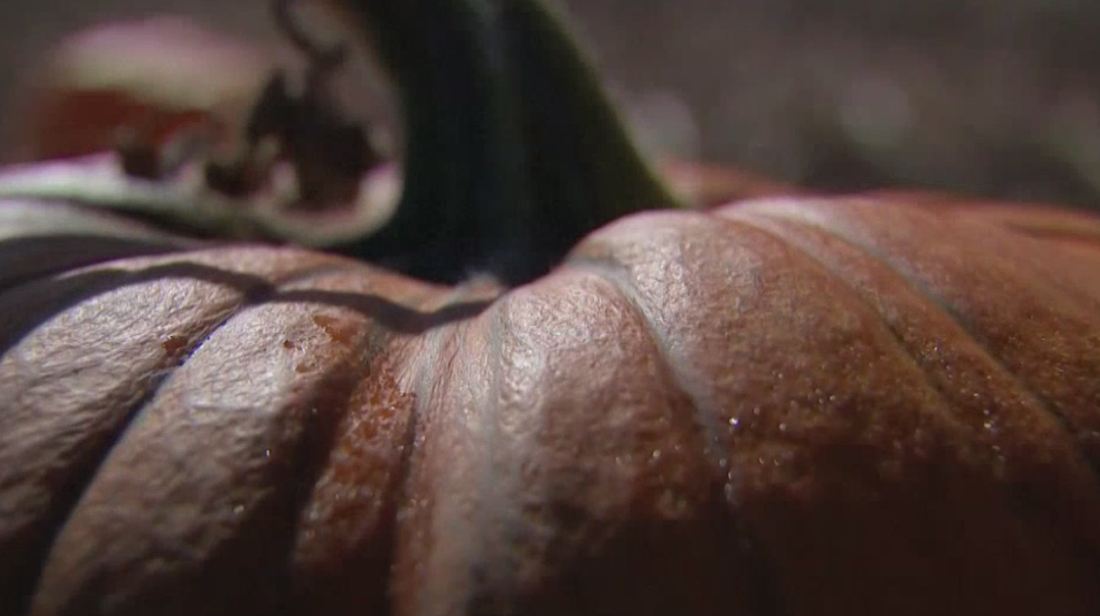 pumpkin_204552